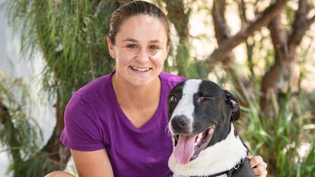 ash-barty-dog